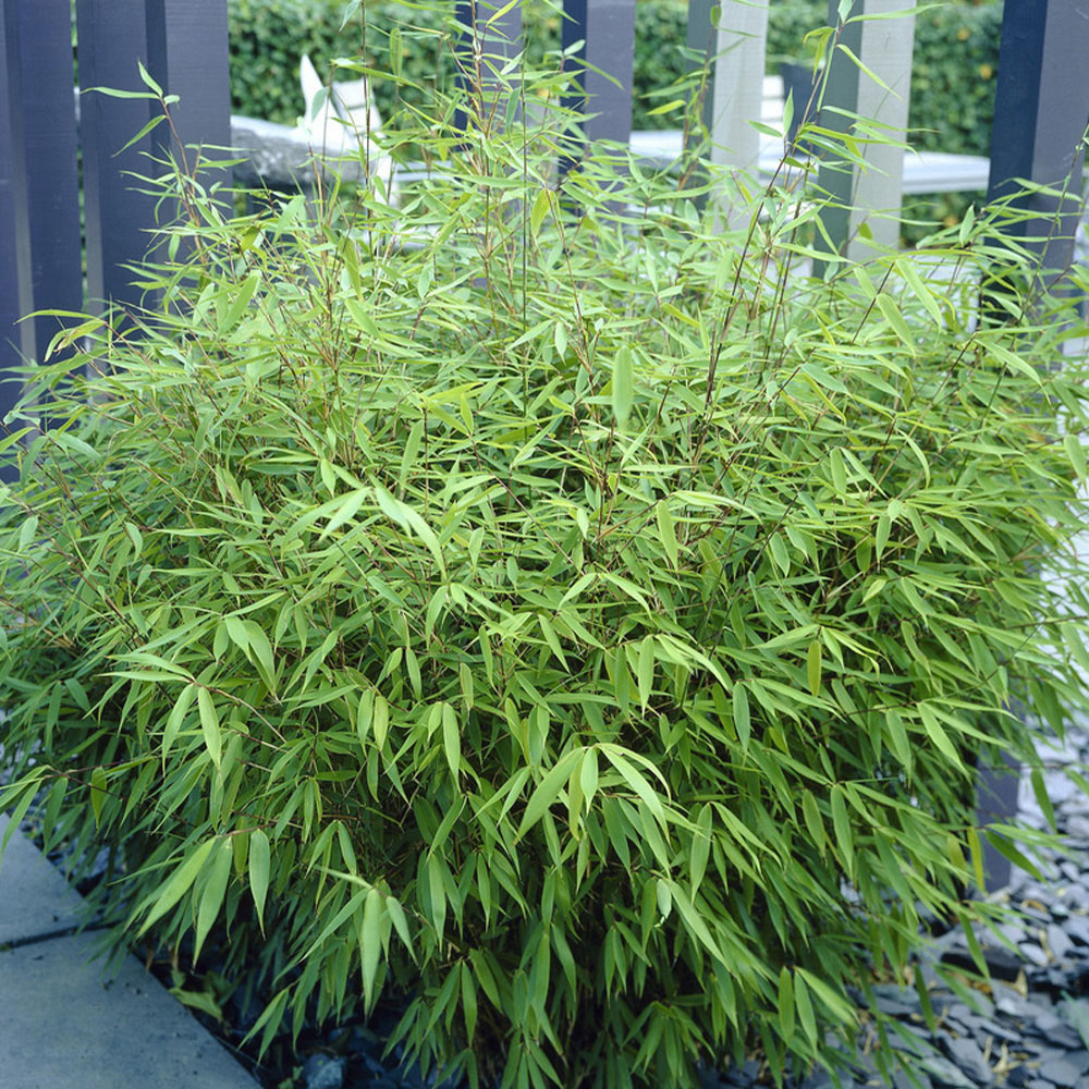 wilko Fargesia Rufa Plant Pot 2 Pack Image 1