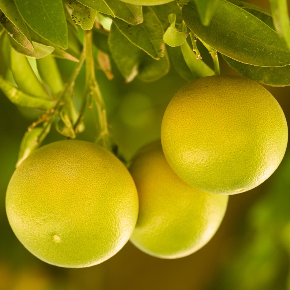wilko Grapefruit Citrus Tree 6L Pot Image 1