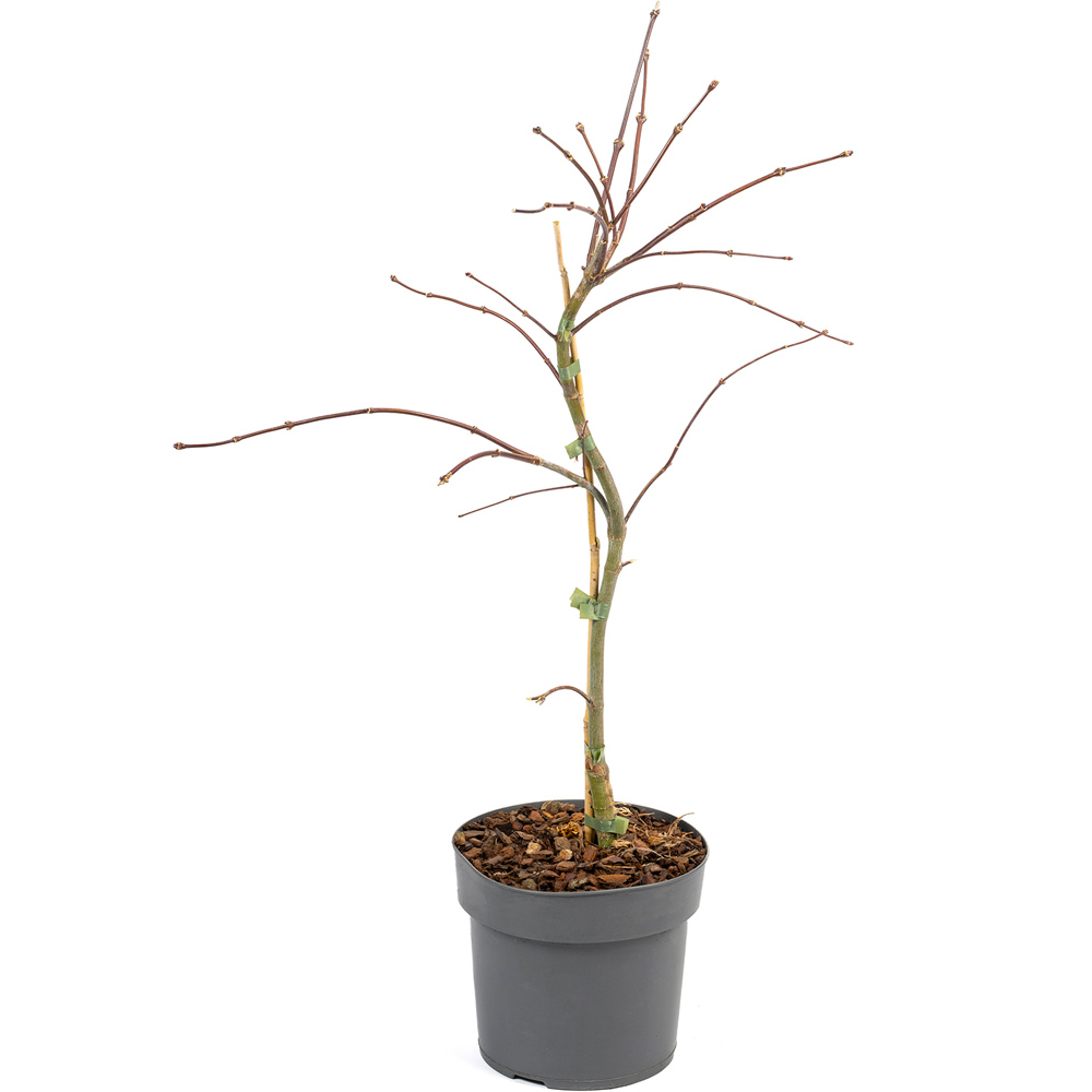wilko Acer Palmatum Garnet Plant Pot Image 5