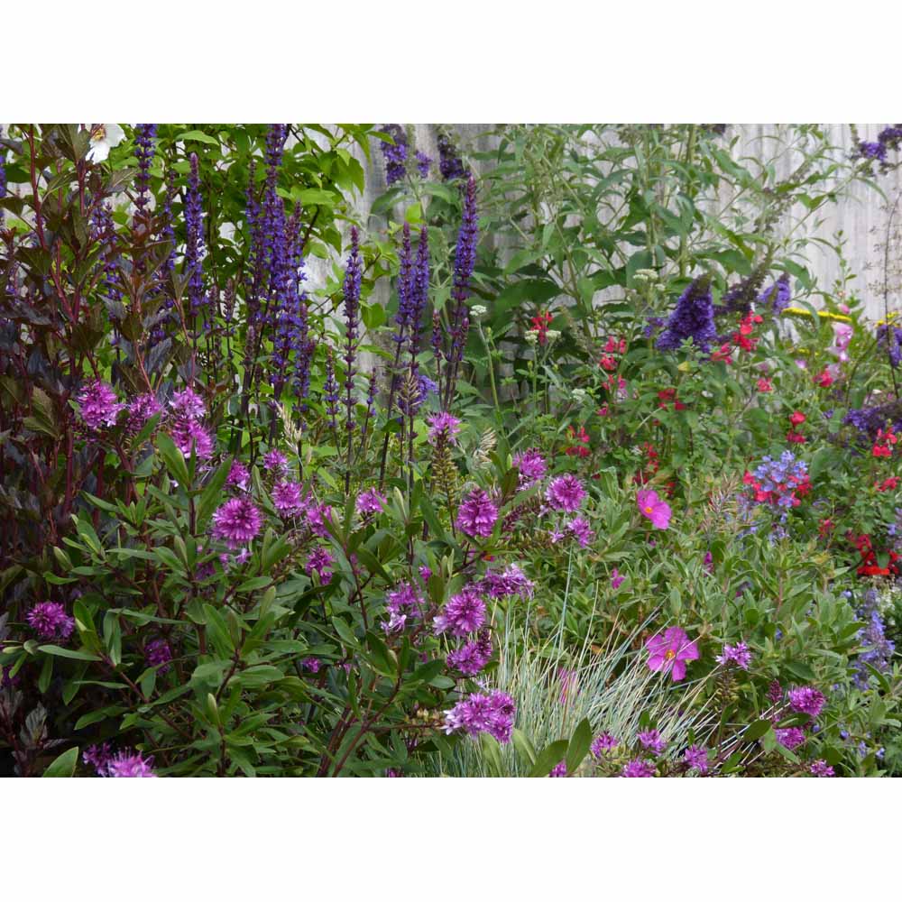 Garden On A Roll Mixed Sunny Border Pack 10m x 60cm Image 6