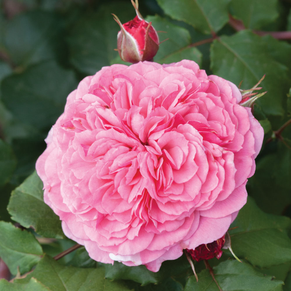 Wilko Old English Shrub Rose Collection 5 Pack Image 6