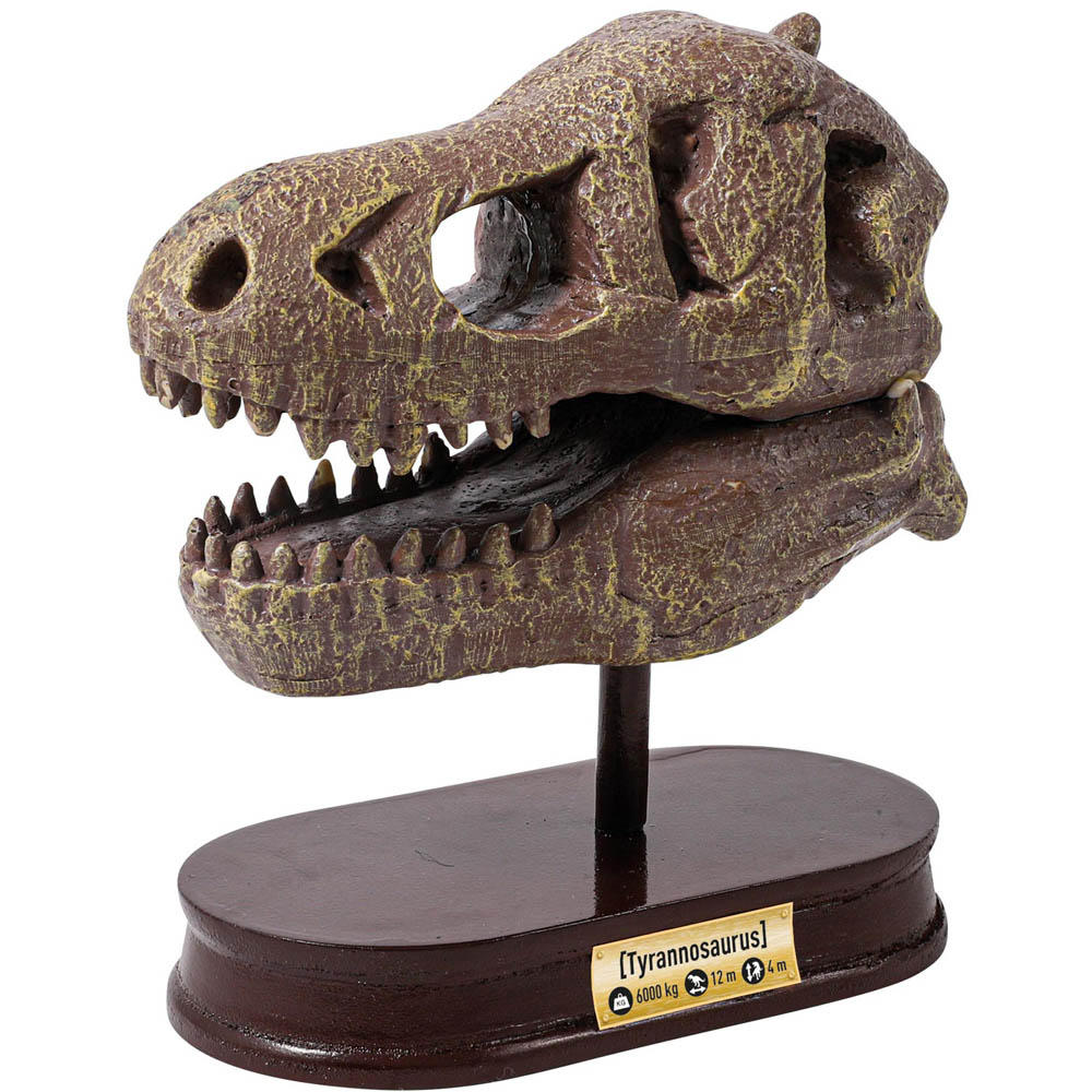 Robbie Toys Museum Dinosaur Skull Tyrannosaurus Rex Image 4