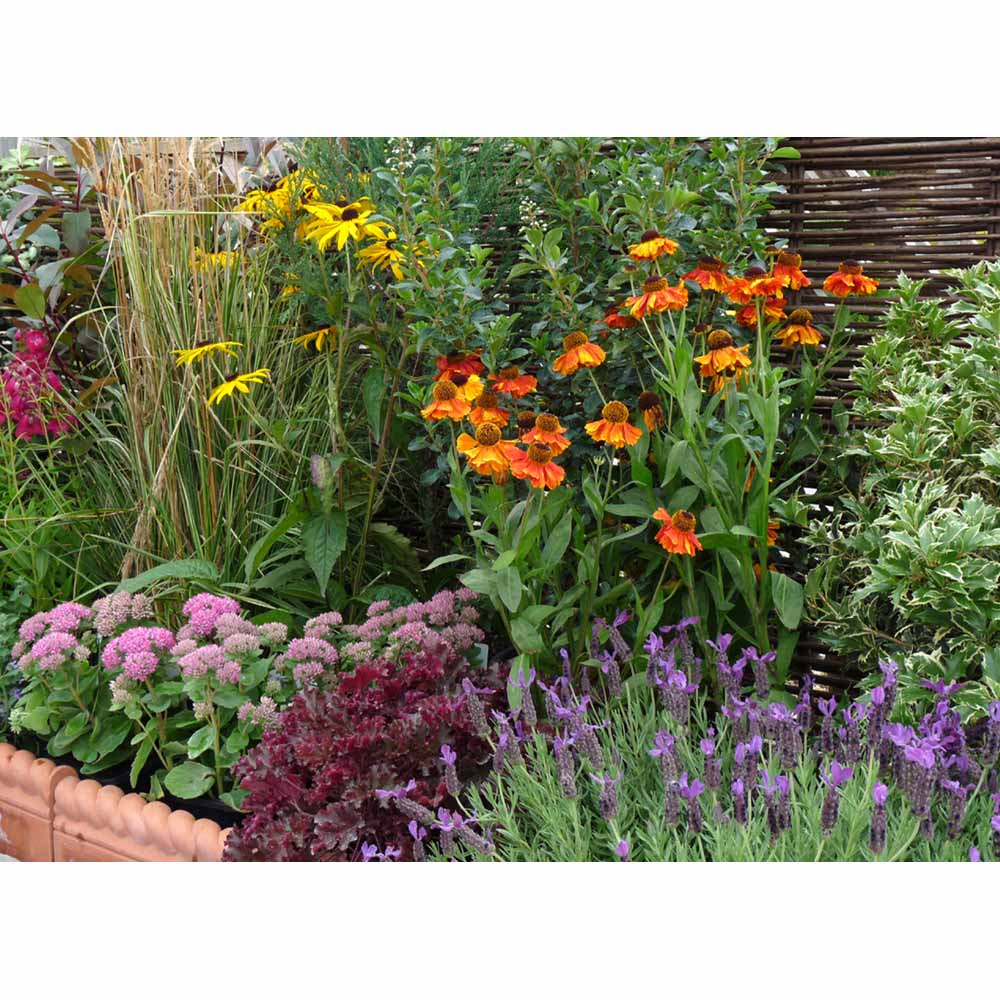 Garden On A Roll Mixed Sunny Border Pack 10m x 60cm Image 5