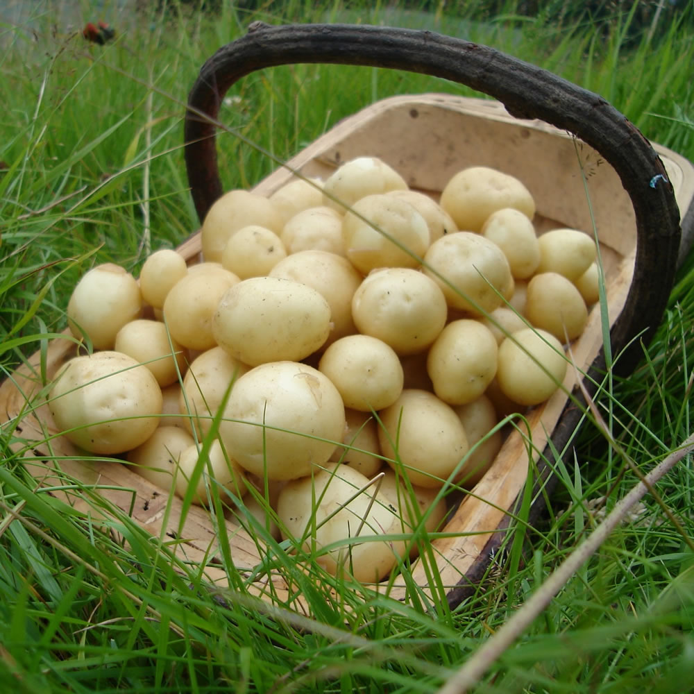Wilko Maris Peer Early Seed Potatoes 4kg Image 1