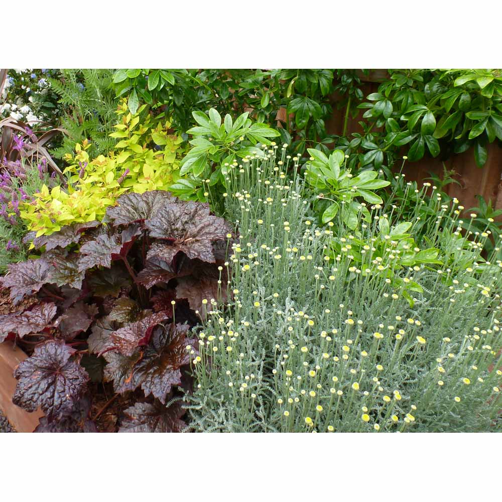 Garden On A Roll Mixed Sunny Border Pack 10m x 60cm Image 4