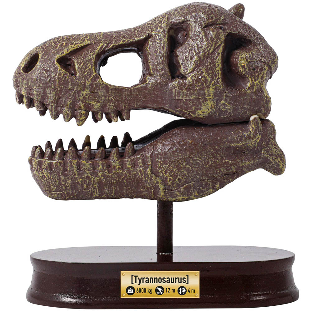Robbie Toys Museum Dinosaur Skull Tyrannosaurus Rex Image 2