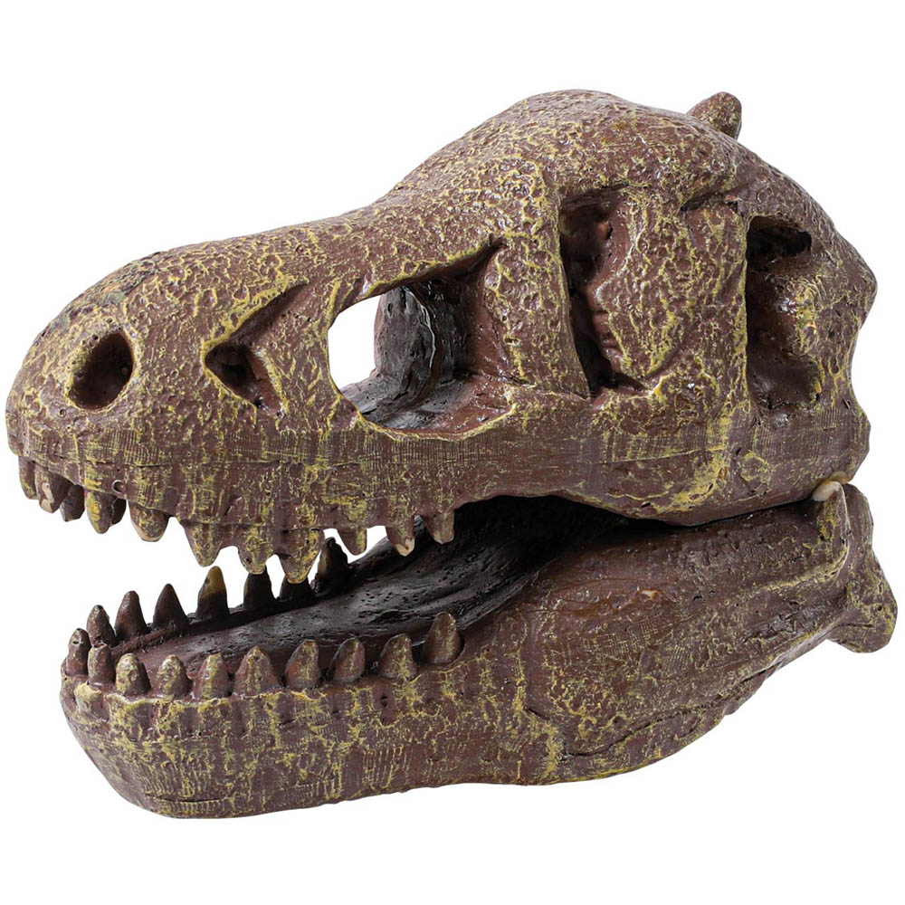 Robbie Toys Museum Dinosaur Skull Tyrannosaurus Rex Image 5