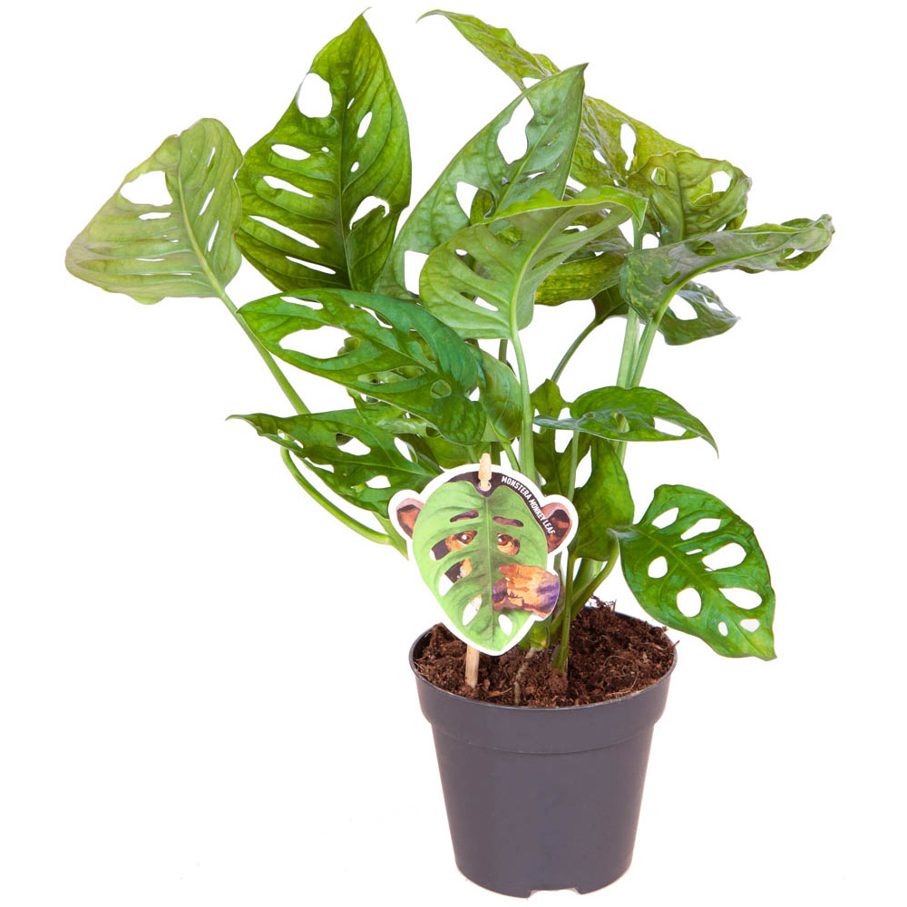Wilko Monstera  Monkey Leaf Plant Image 2