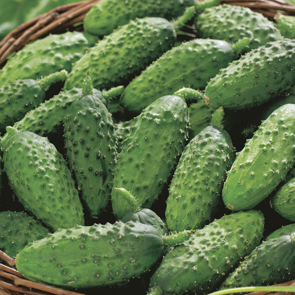 Wilko Cucumber (Gherkin) Venlo Pickling Seeds Image 1