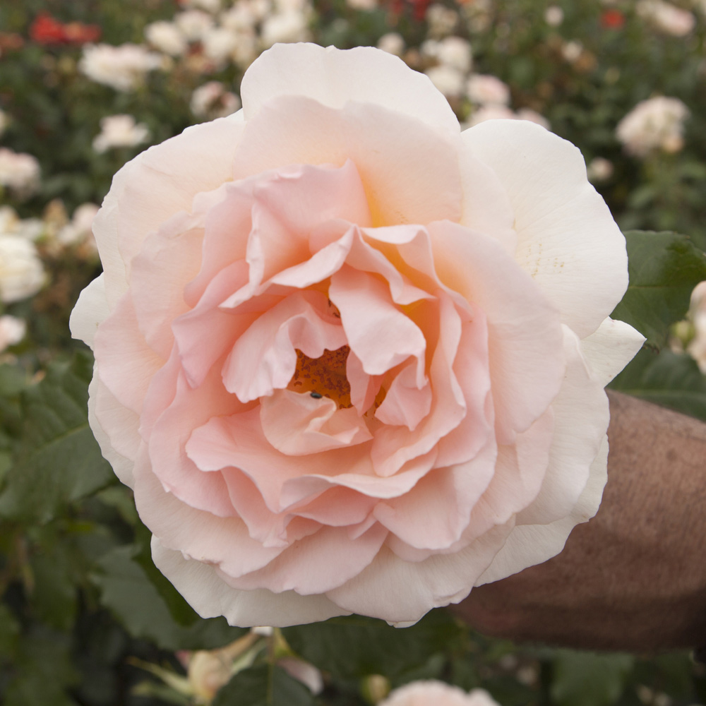 Wilko Chandos Beauty Rose Image 2