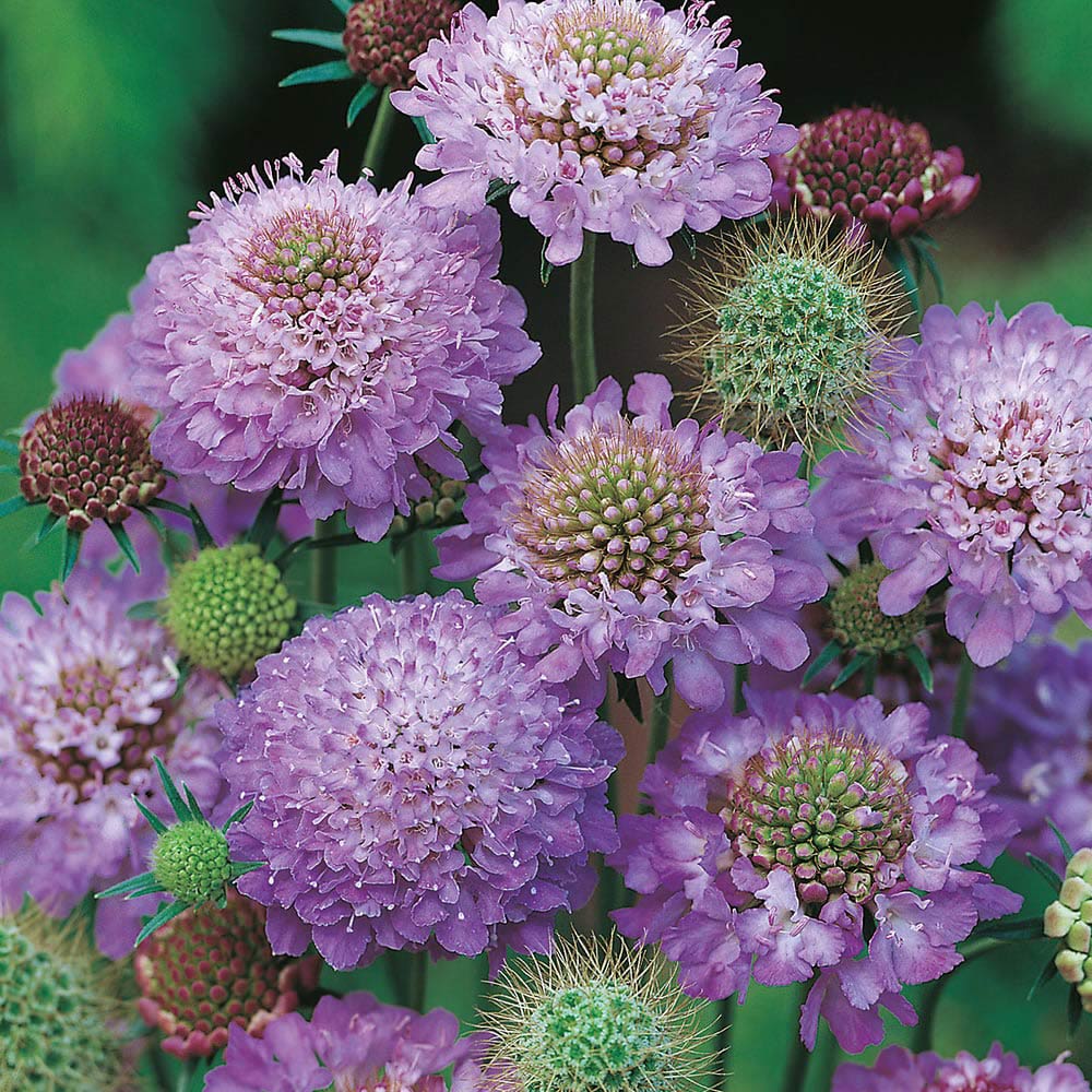 Wilko Scabious Blue Cushion Seeds Image 1