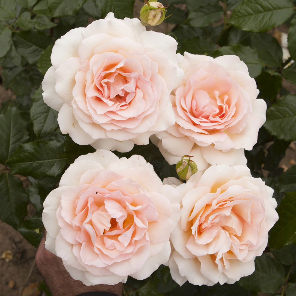 Wilko Chandos Beauty Rose Image 3