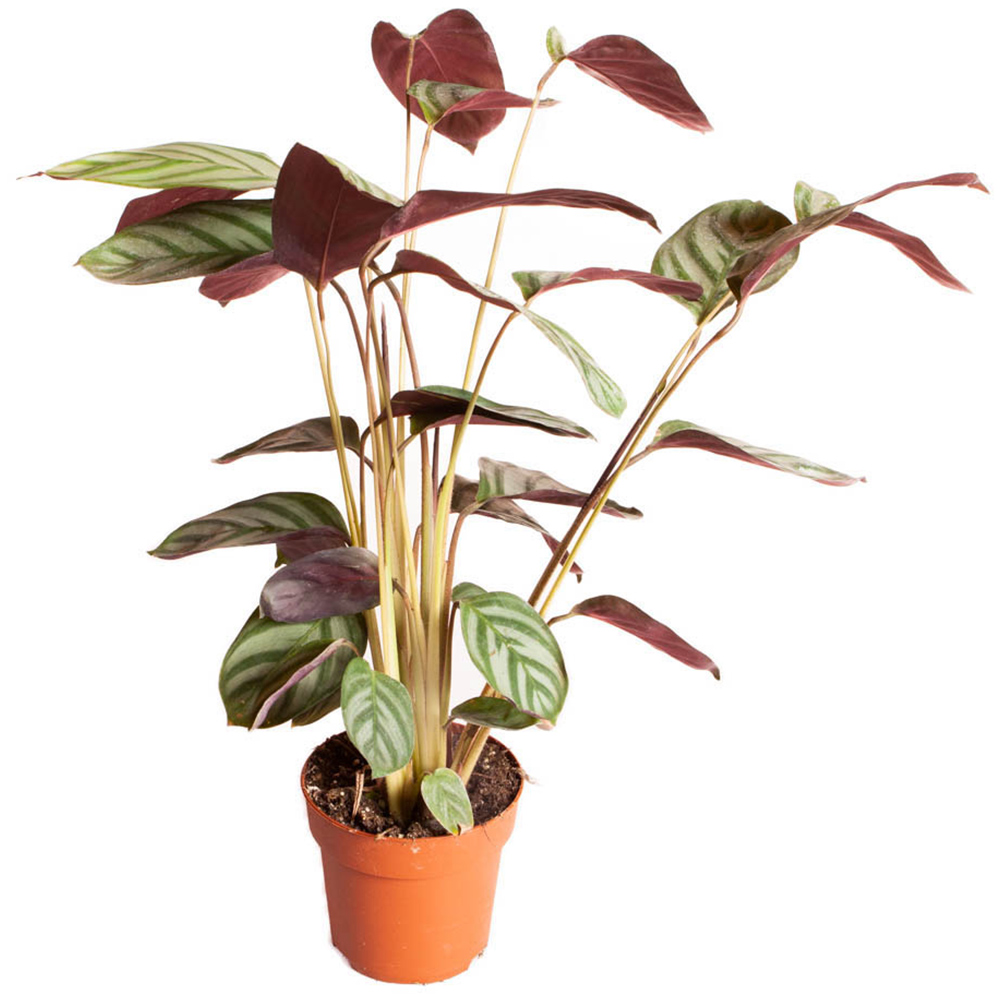 Wilko Ctenanthe Burle-Marxii Plant Image 3