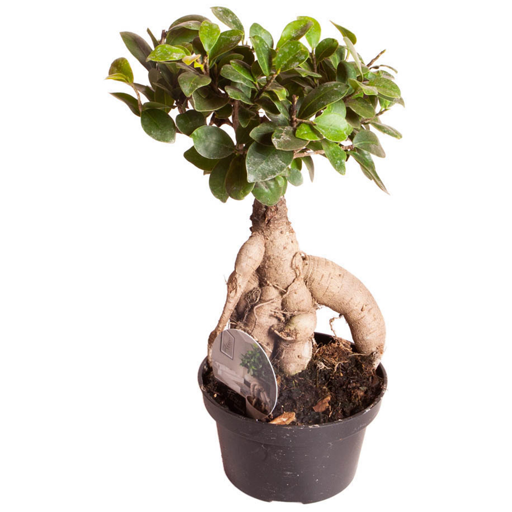 wilko Ficus microcarpa Ginseng Plant Image 2