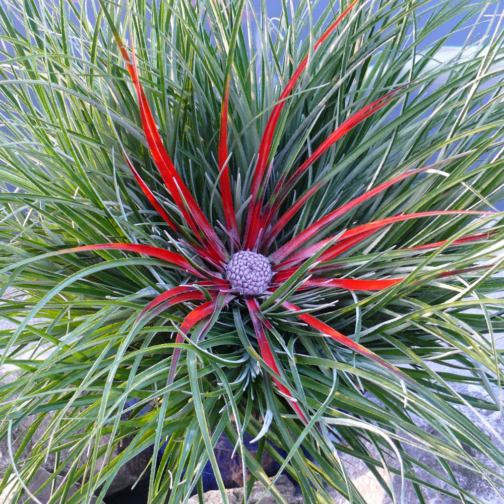 wilko Bromeliad Fasicularia Bicolour Hardy Plant Image 1
