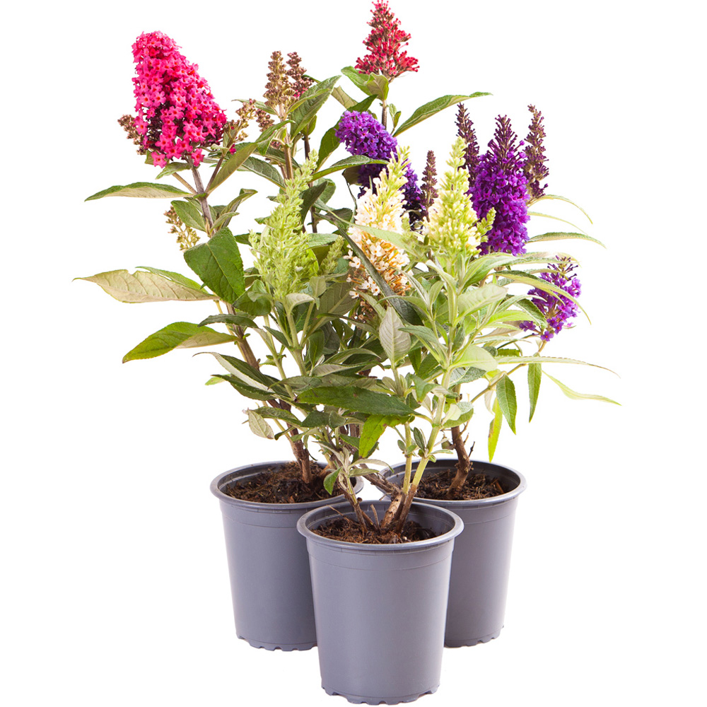 wilko Buddleia Butterfly Candy Collection Plant Pot 3 Pack Image 6