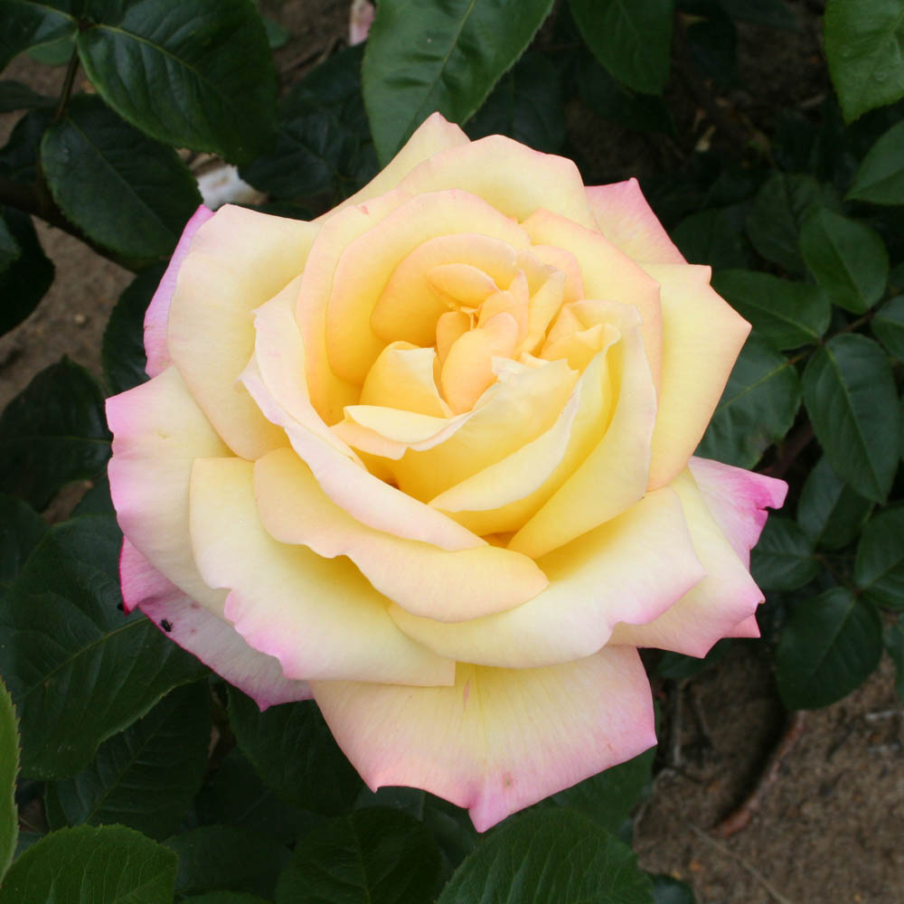 Wilko Rose Peace Plant Image 1