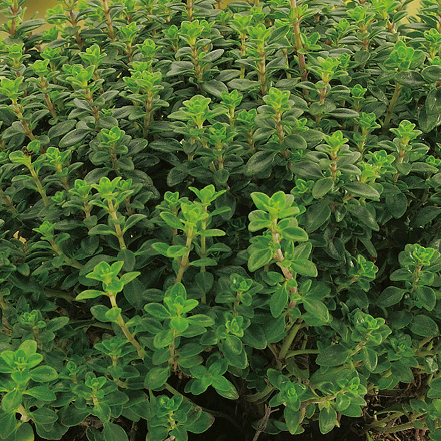 Johnsons Thyme Herb Seeds Image 1
