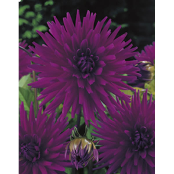 Wilko Bulbs Dahlia Purple Gem 1pk Wilko