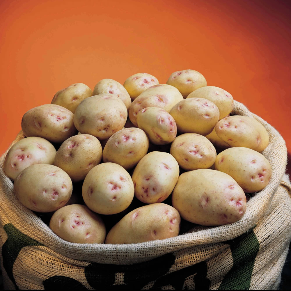 Wilko Potato Cara Main Crop Seed 5 Pack Image 1