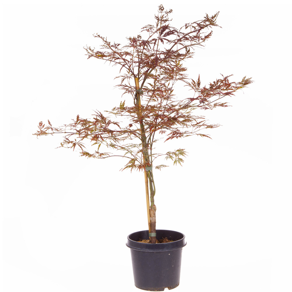 wilko Acer Palmatum Garnet Plant Pot Image 4