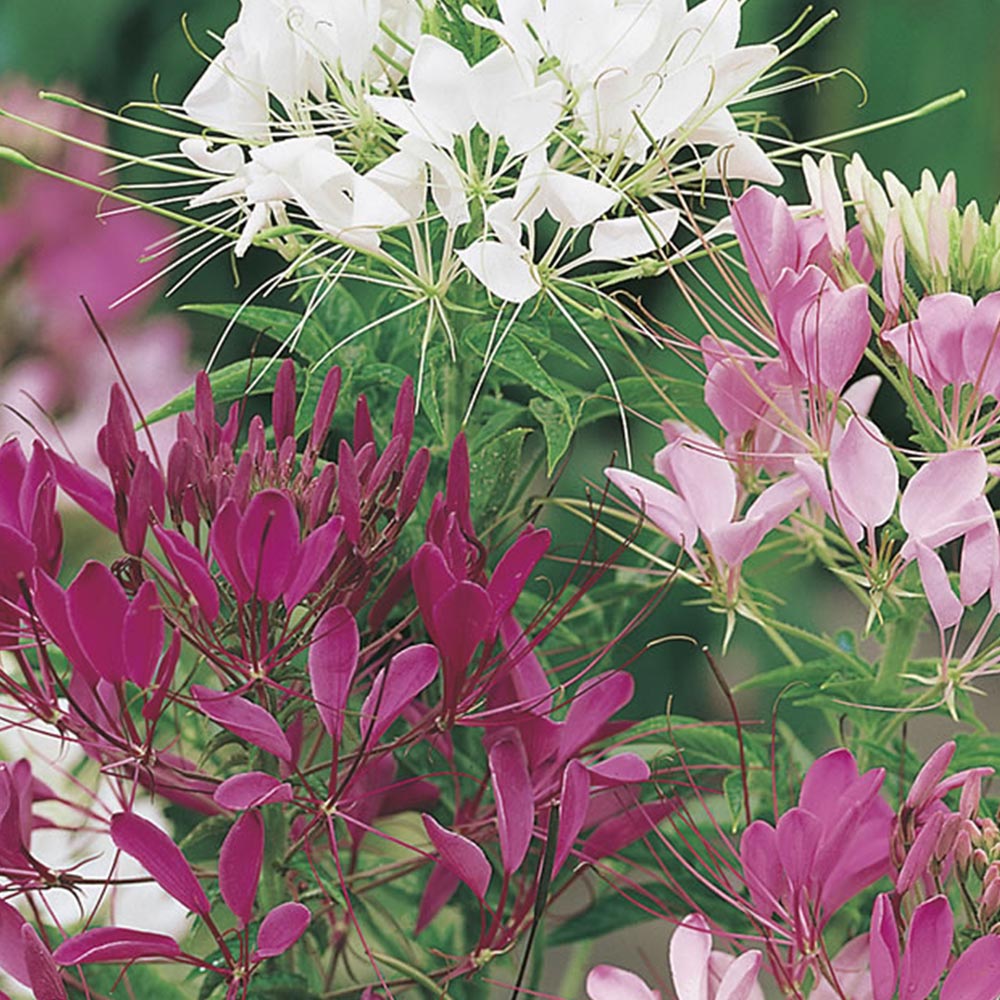 Wilko Cleome Fountain Colour Seeds Image 2