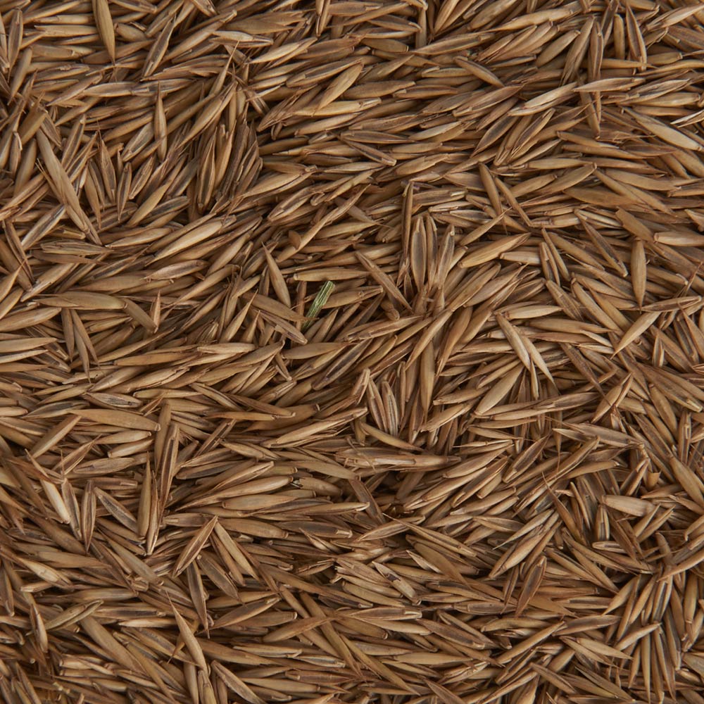 Wilko Shady Grass Seed 750g Image 6