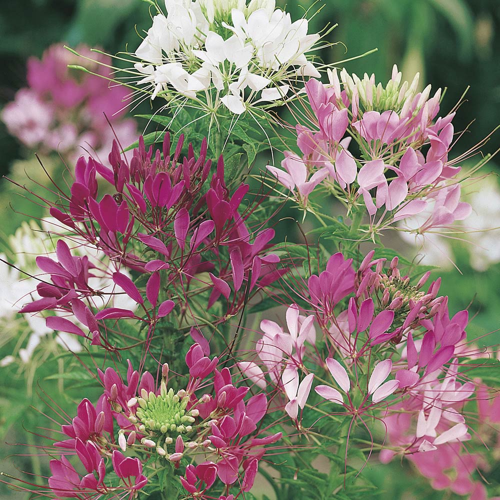Wilko Cleome Fountain Colour Seeds Image 1