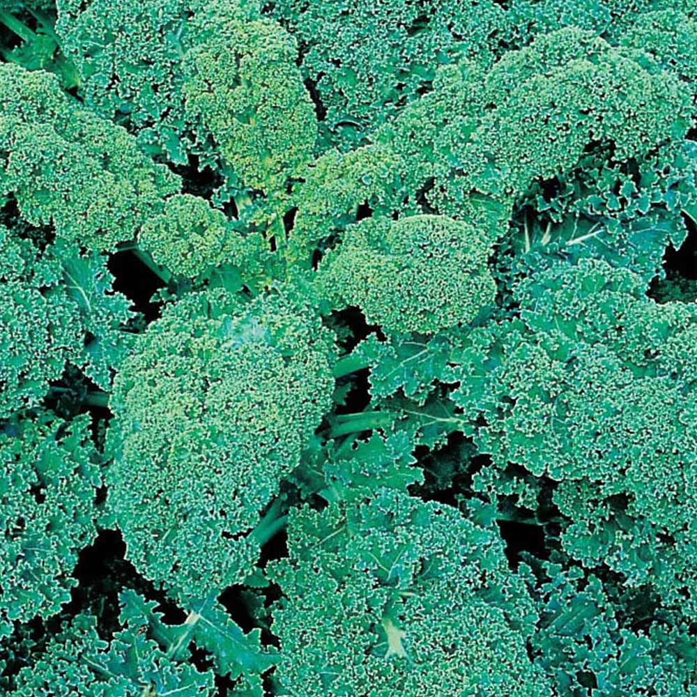 Wilko Kale Dwarf Green Curled Seeds Image 2