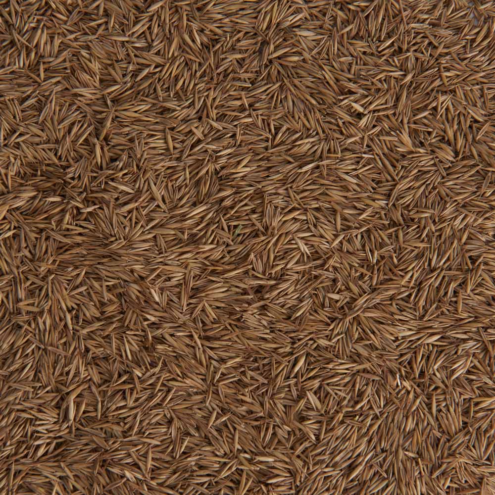 Wilko Shady Grass Seed 750g Image 5
