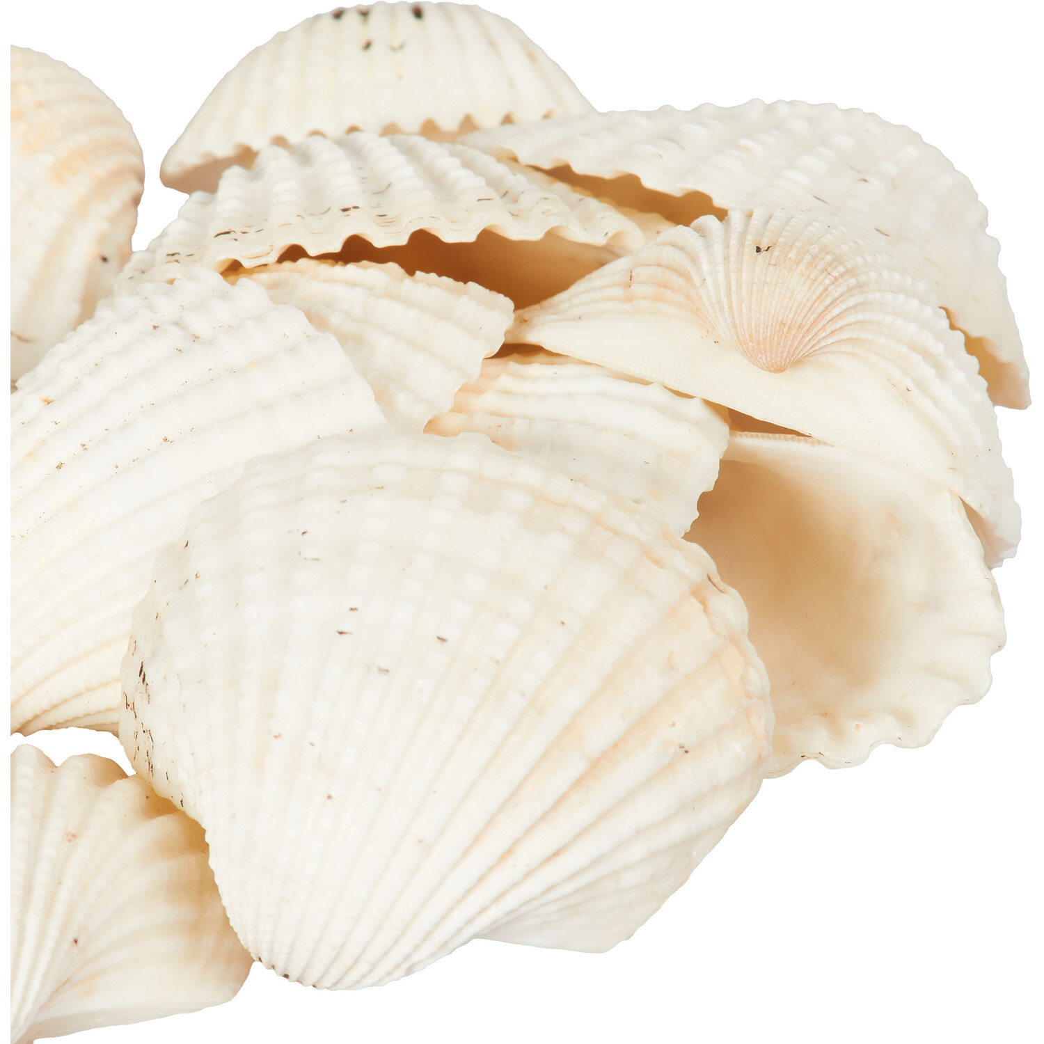 Shells in Net Bag - Natural Image 3