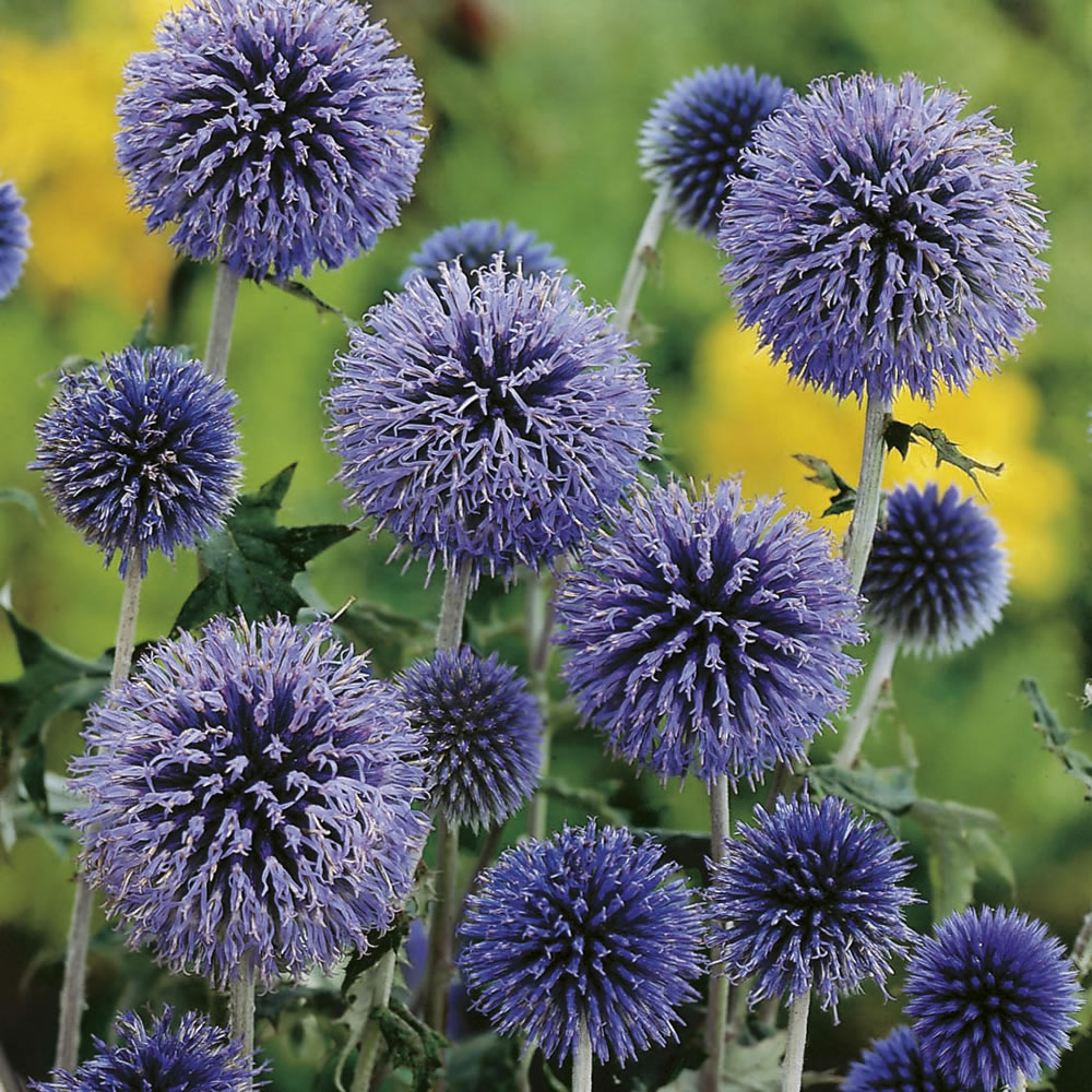 Johnsons Globe Thistle Echinops Seeds Wilko