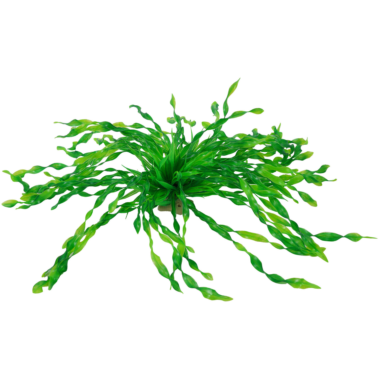 Seagrass Bush - L Image 4