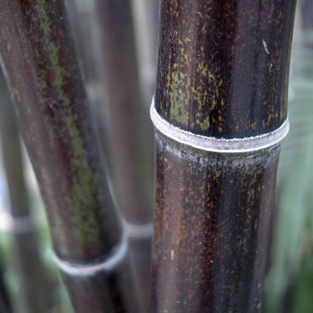 wilko Black Bamboo Plant Pot 5L Image 2