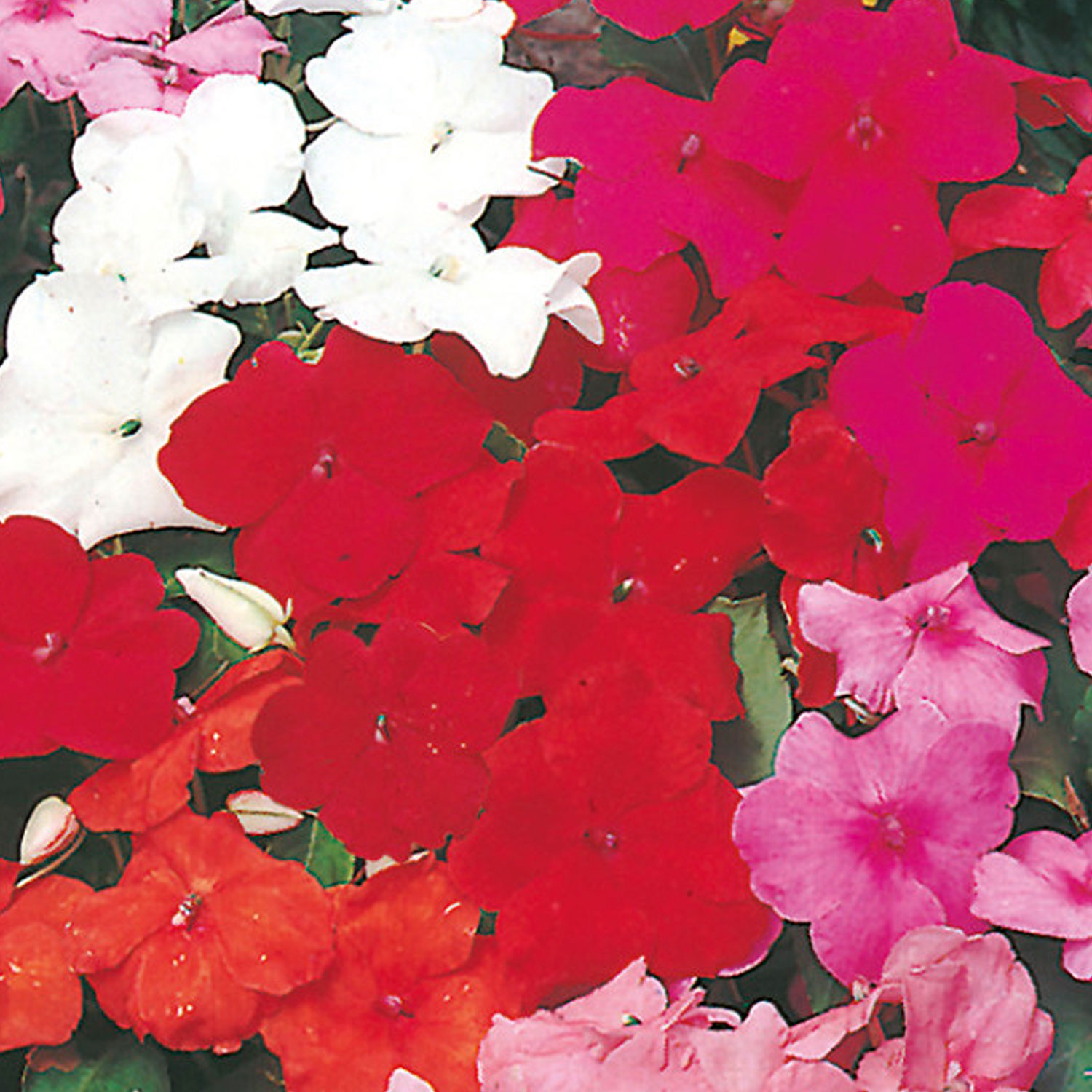 Johnsons Busy Lizzie Special Mixed F1 Flower Seeds Image 1