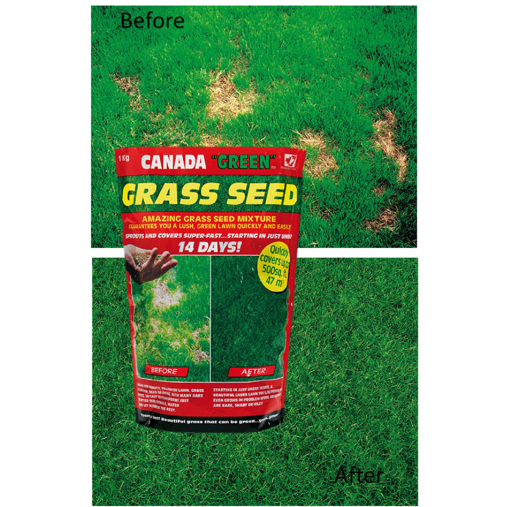 Canada Green Grass Seed 1 Kg Image 2