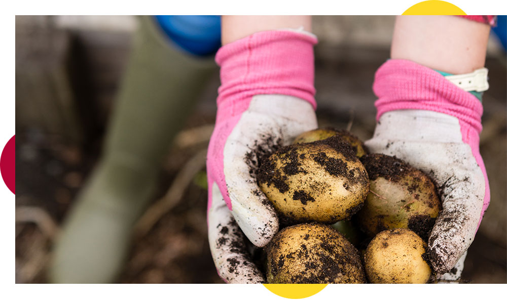 How to grow your own potatoes