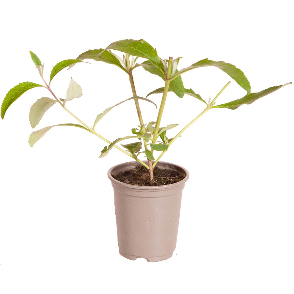 wilko Buddleia Berries and Cream Plant Pot 3 Pack Image 4