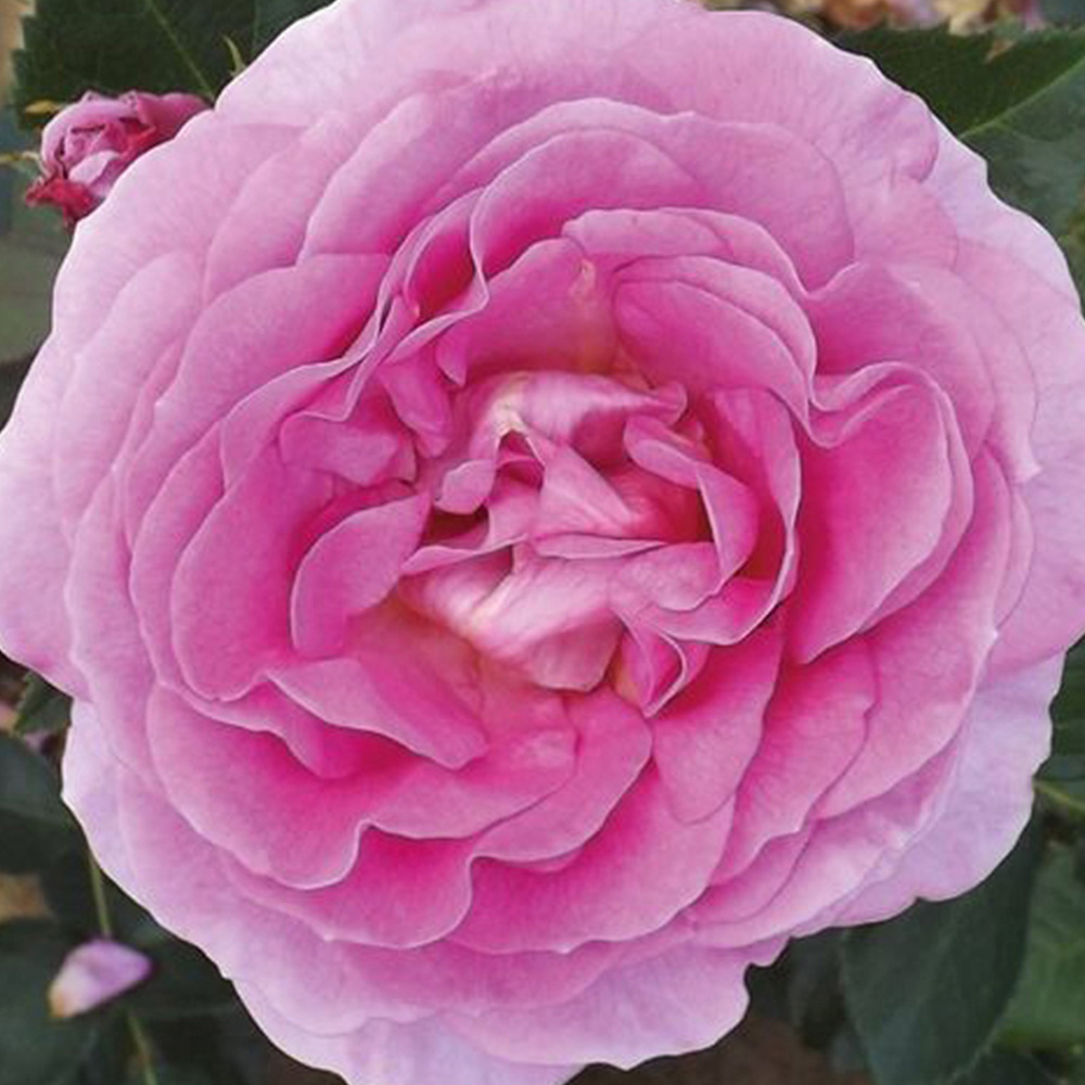 Wilko Rose Special Mum Plant Image 2