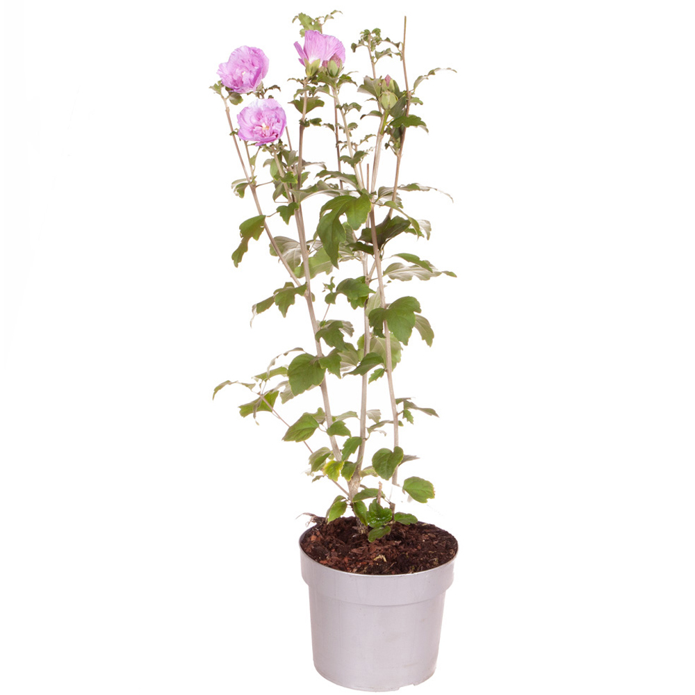 wilko Hibiscus Chiffon Lavender Plant Pot Image 4