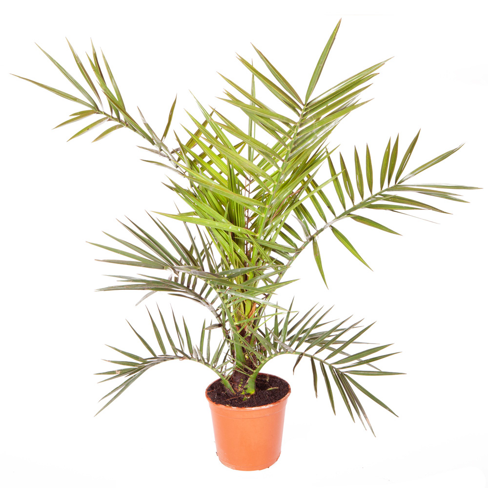 wilko Phoenix Canariensis Palm Tree 60-80cm Image 2