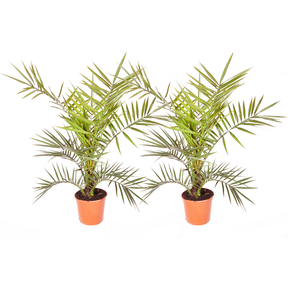 wilko Canary Island Date Palm Plant 2 Pack Image 3