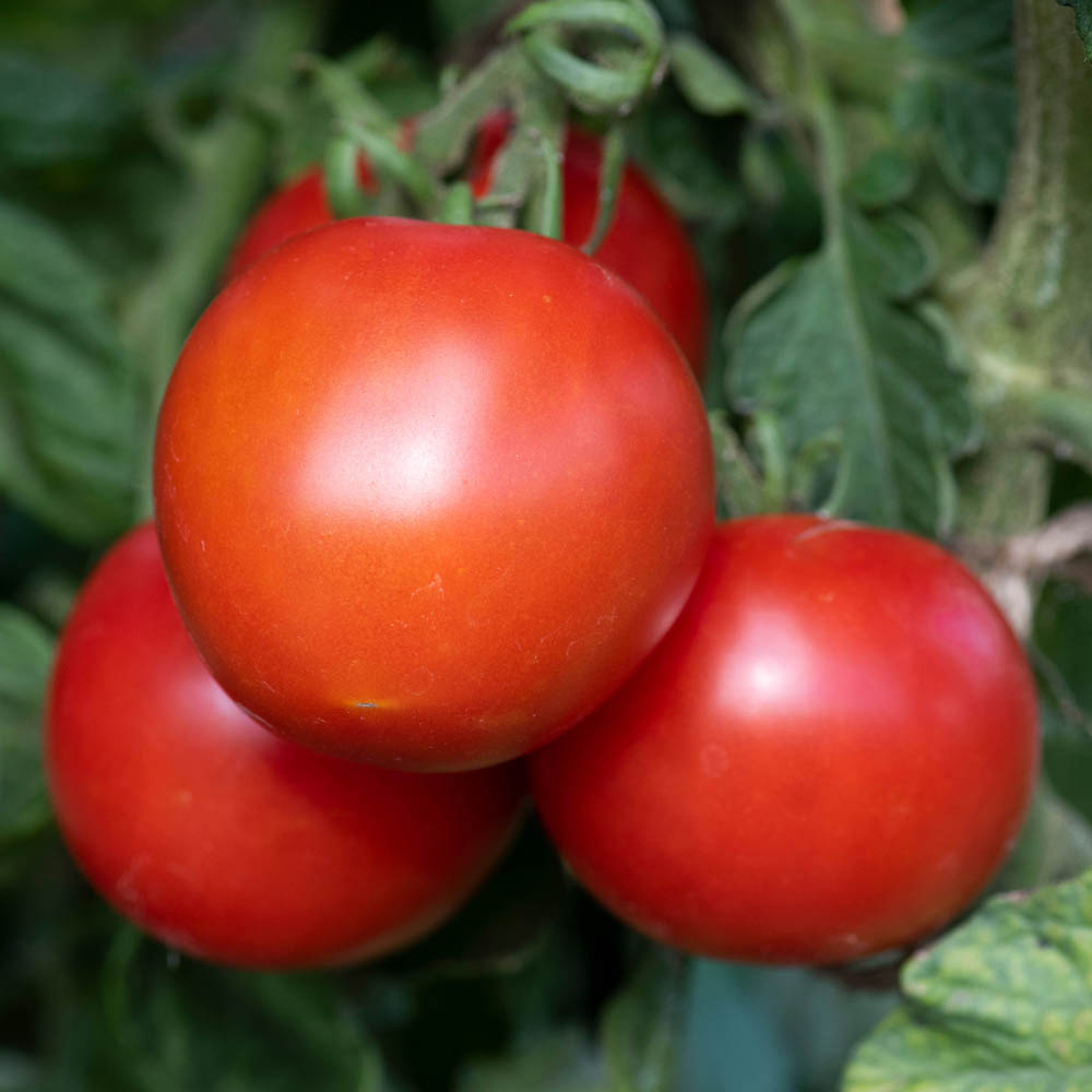 wilko Moneymaker Tomato Plug Plants 6 Pack Image 1