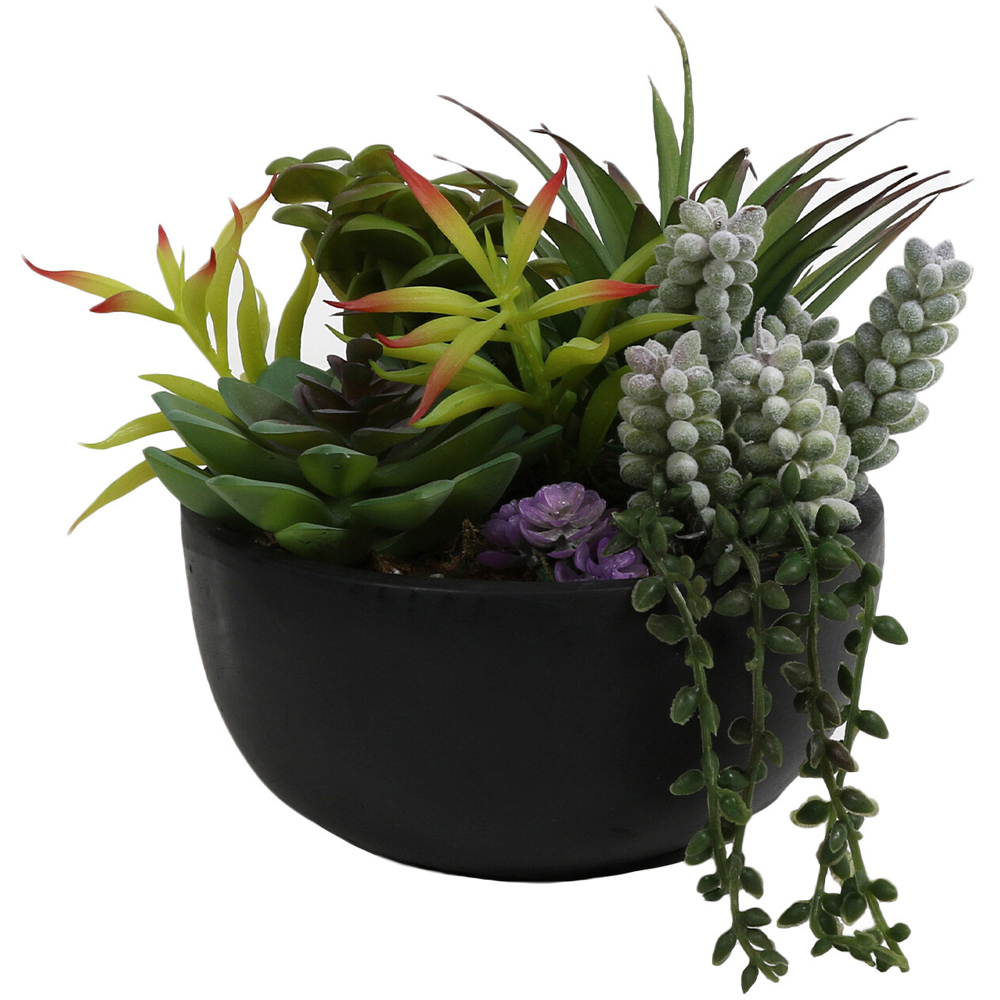 Succulent in Pot - Black Image 1