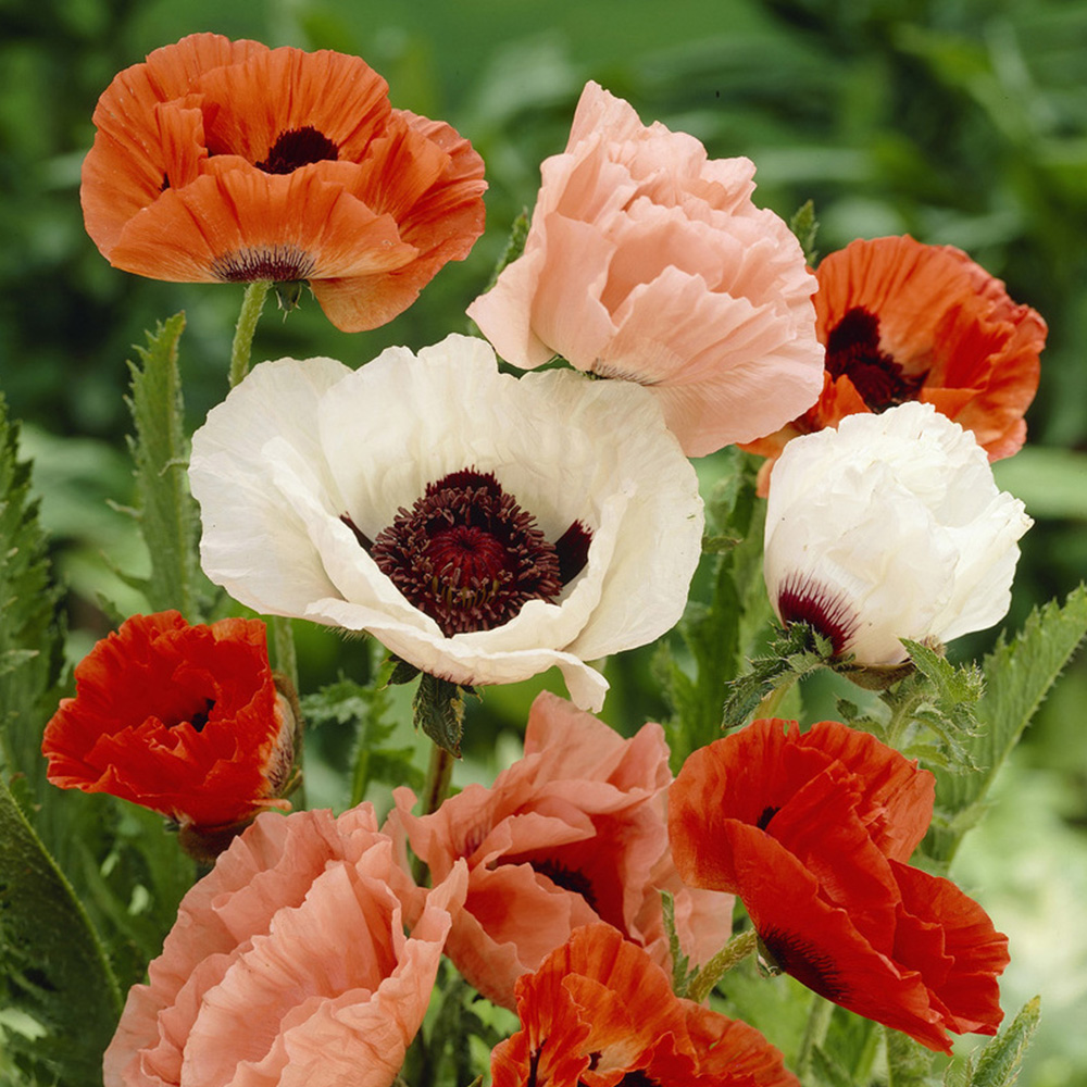 wilko Oriental Poppy Collection Bare Root Tree 5 Pack Image 2