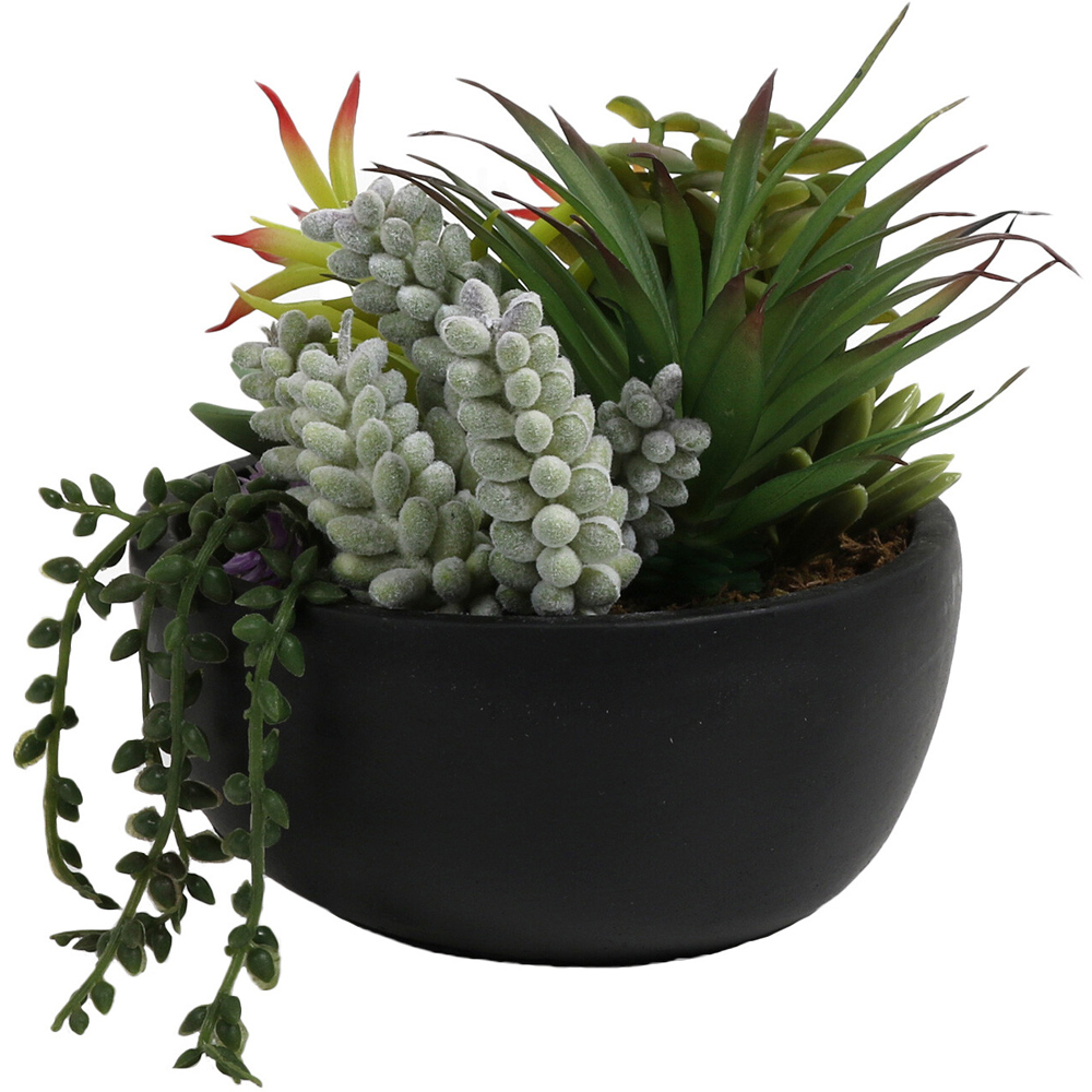 Succulent in Pot - Black Image 2
