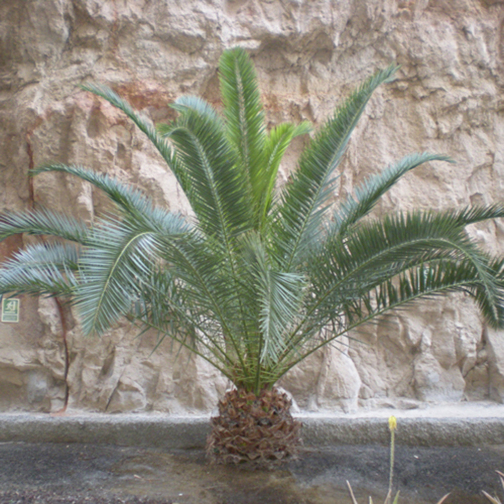 wilko Phoenix Canariensis Palm Tree 60-80cm Image 1