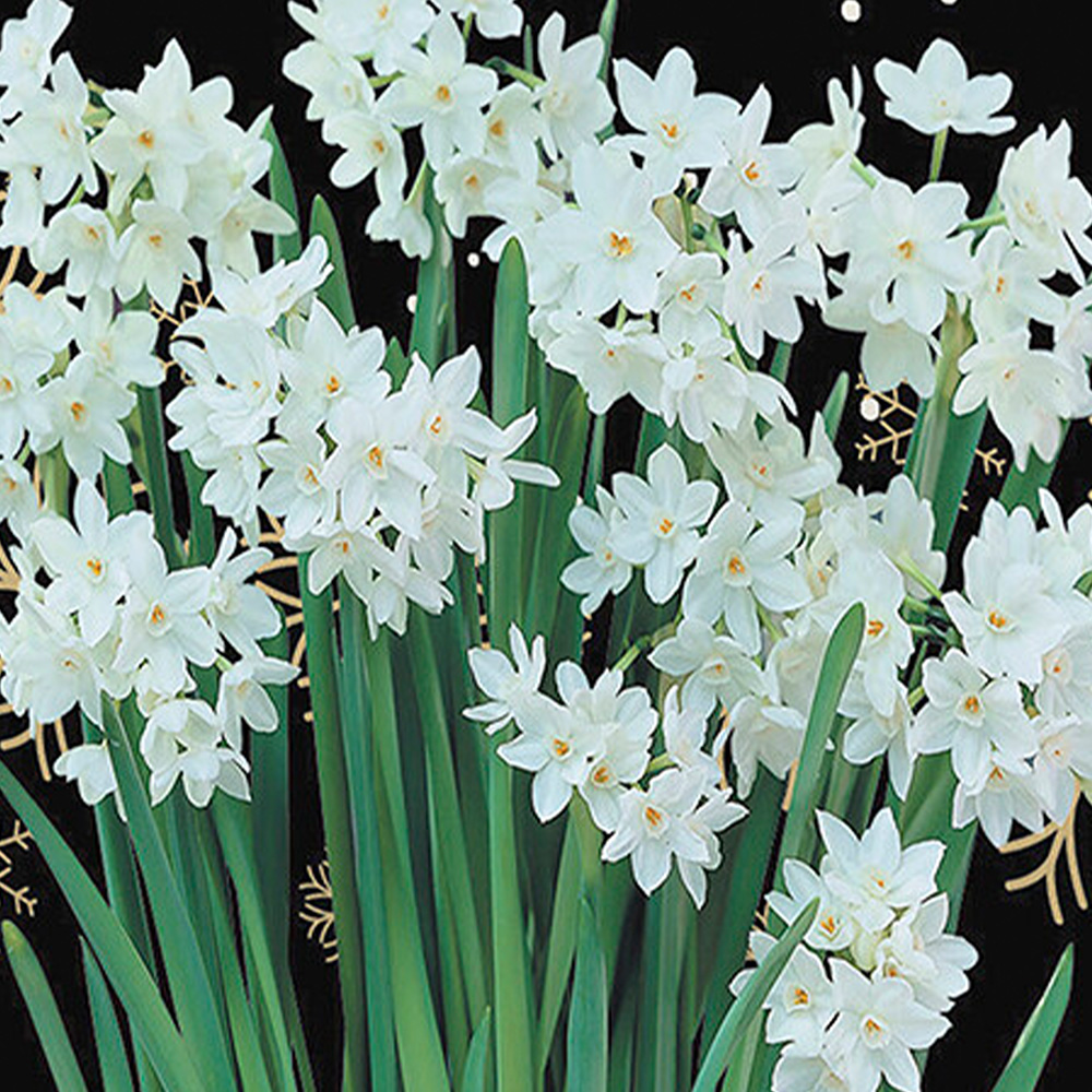 Paper White Hyacinth Gift Kit Image 1