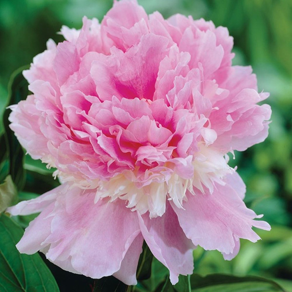 Thompson & Morgan Peony Edens Perfume Bare Root 2 Pack Image 1