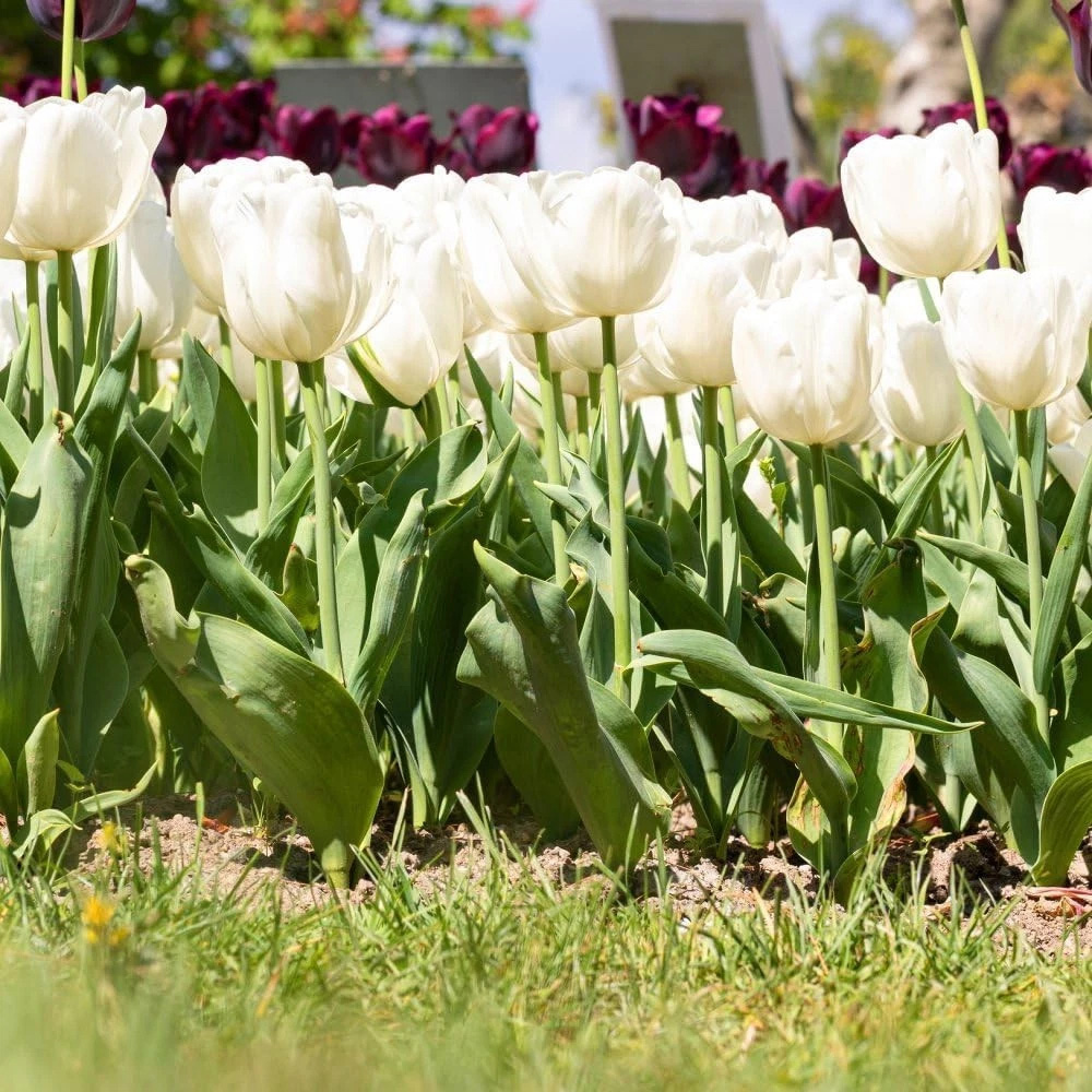 Thompson and Morgan Tulip Single Early White Prince Planting Bulb 32 Pack Image 2